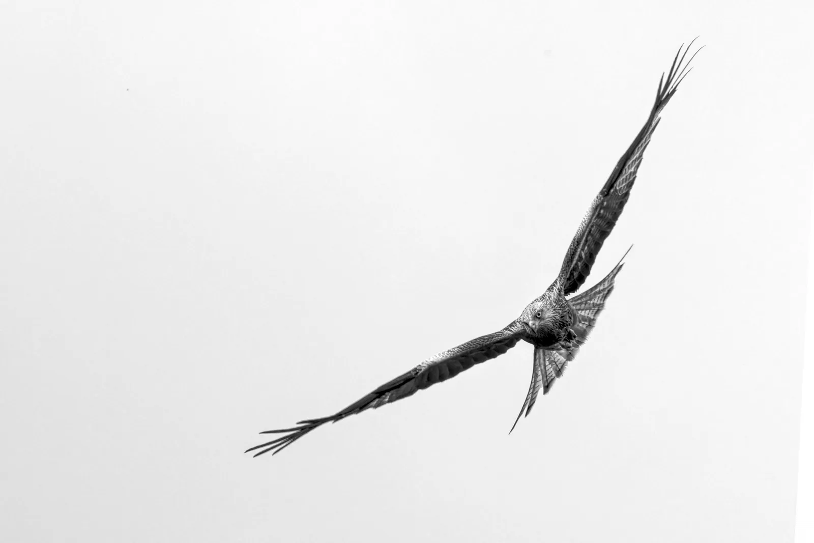 wildlife 11
