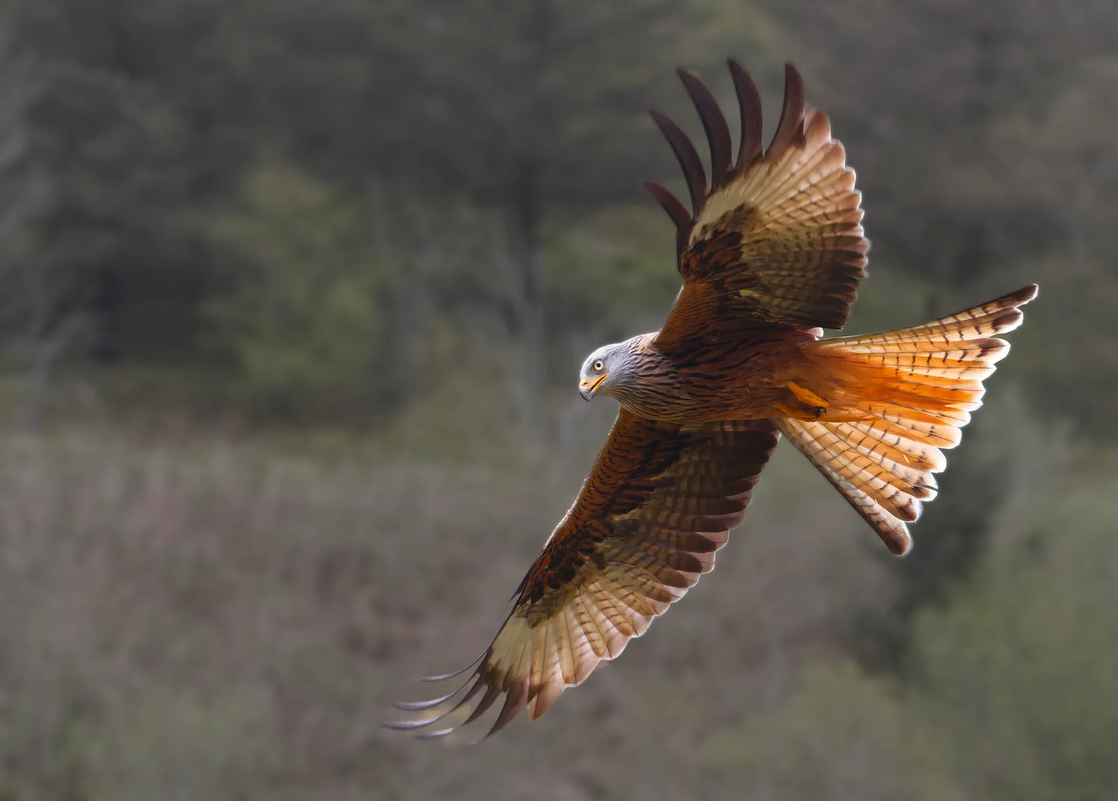 wildlife 12