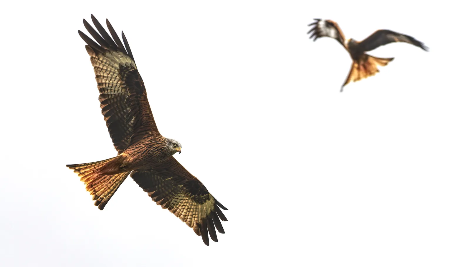 wildlife 13